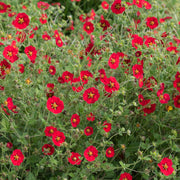 Potentilla Scarlet Starlit 1L -