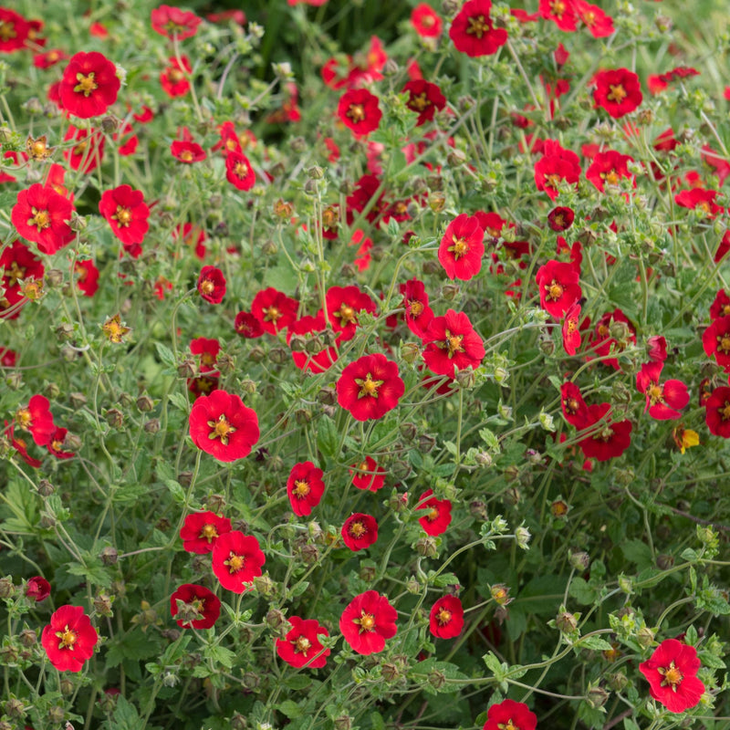 Potentilla Scarlet Starlit 1L -