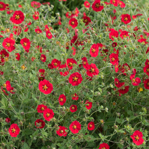 Potentilla Scarlet Starlit 1L -