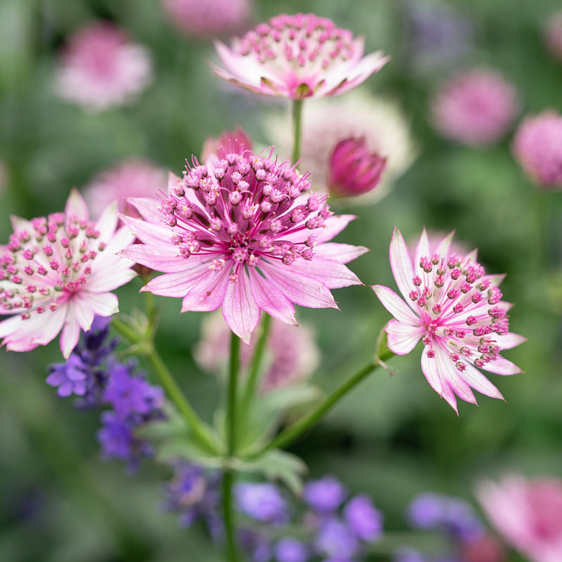 Astrantia Gracilis 9cm -