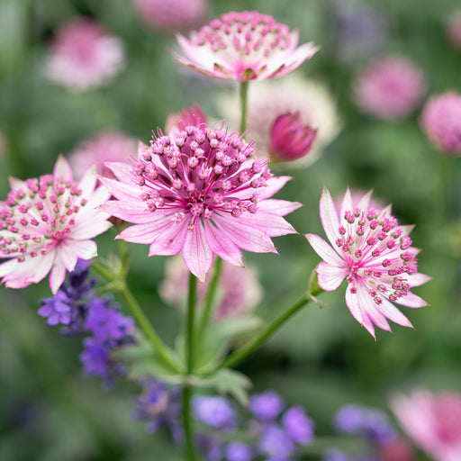 Astrantia Gracilis 9cm -
