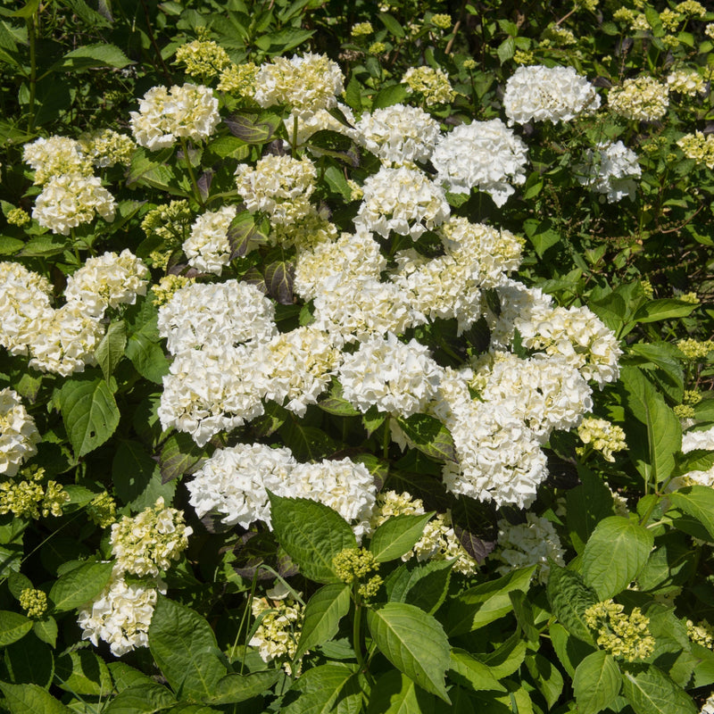 Hydrangea macrophylla 'Madame Emile Mouillere' 9cm -