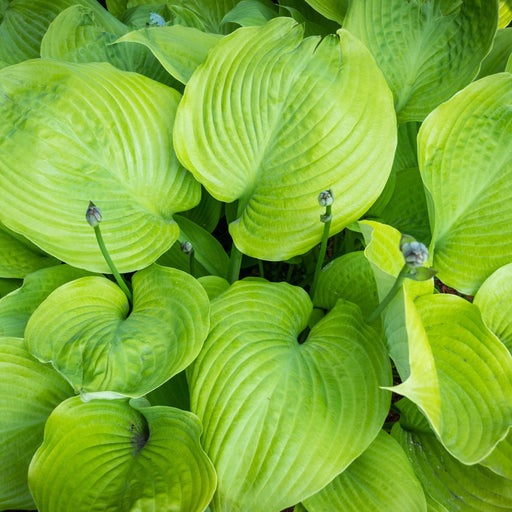 Hosta 'Sum and Substance' 9cm -
