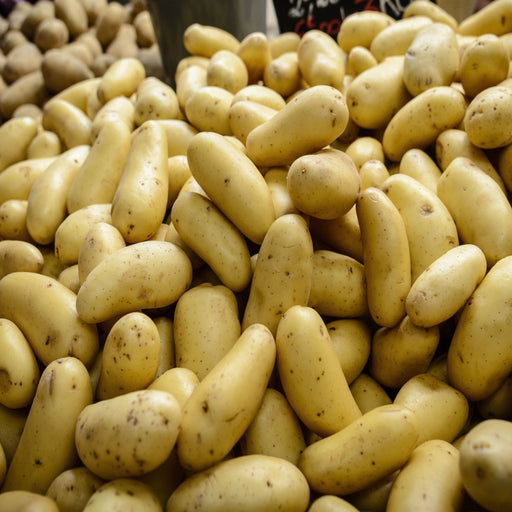 Charlotte Seed Potatoes 2KG - Home & Garden > Plants > Seeds, Bulbs & Accessories > Seeds & Seed Tape > Seeds