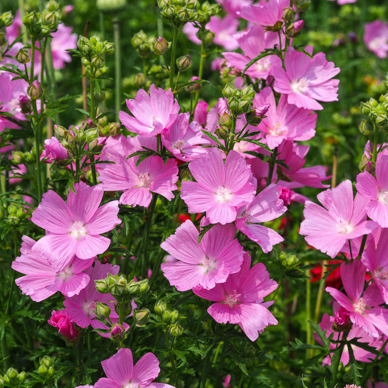 Sidalcea 'Little Princess' 2L -
