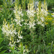 Camassia leichtlinii Alba 9cm Pot -