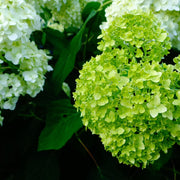 Dwarf Hydrangea arborescens BellaRagazza 'Limetta' 3L -