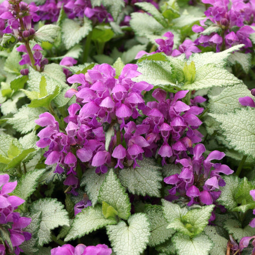 Lamium mac. Dark Purple 9cm -