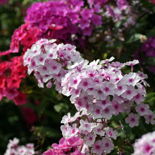 Phlox paniculata Mixed 9cm -
