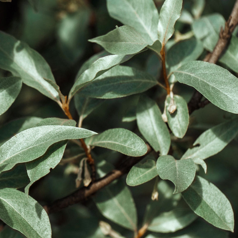 Elaeagnus x ebbingei Compacta (Multibuy Offers Available) -