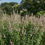 Veronicastrum virginanum Pink Glow 9cm Pot -