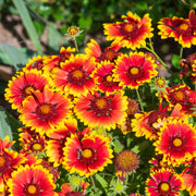 Gaillardia aristata Sunrita Red Yellow Tip 9cm -