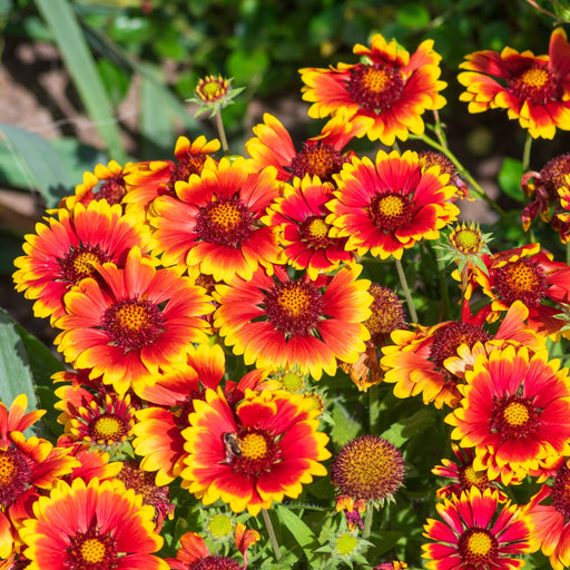 Gaillardia aristata Sunrita Red Yellow Tip 9cm -