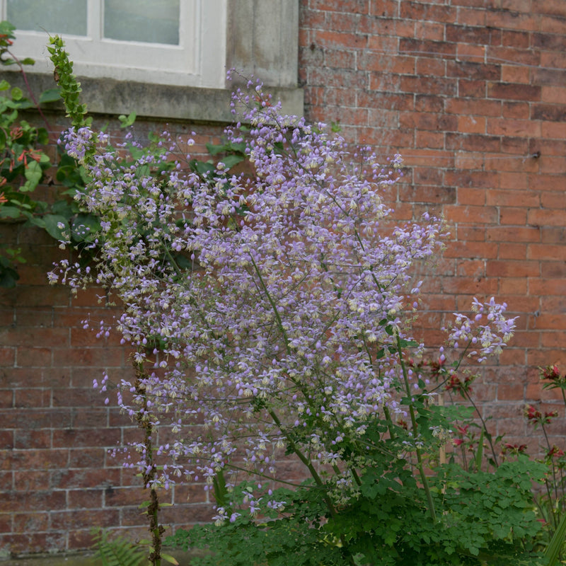 Thalictrum delavayi 9cm -