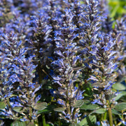 Ajuga 'Chocolate Chip' 9cm/2L -