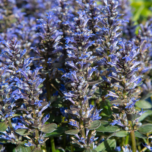 Ajuga 'Chocolate Chip' 9cm/2L -