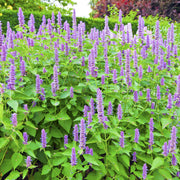 AGASTACHE 'Blue Fortune' 9cm -