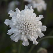 Scabious 'Kudo White' 9cm/2L -