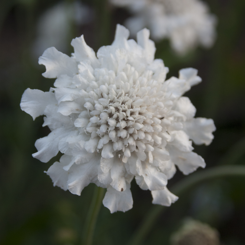 Scabious 'Kudo White' 9cm/2L -