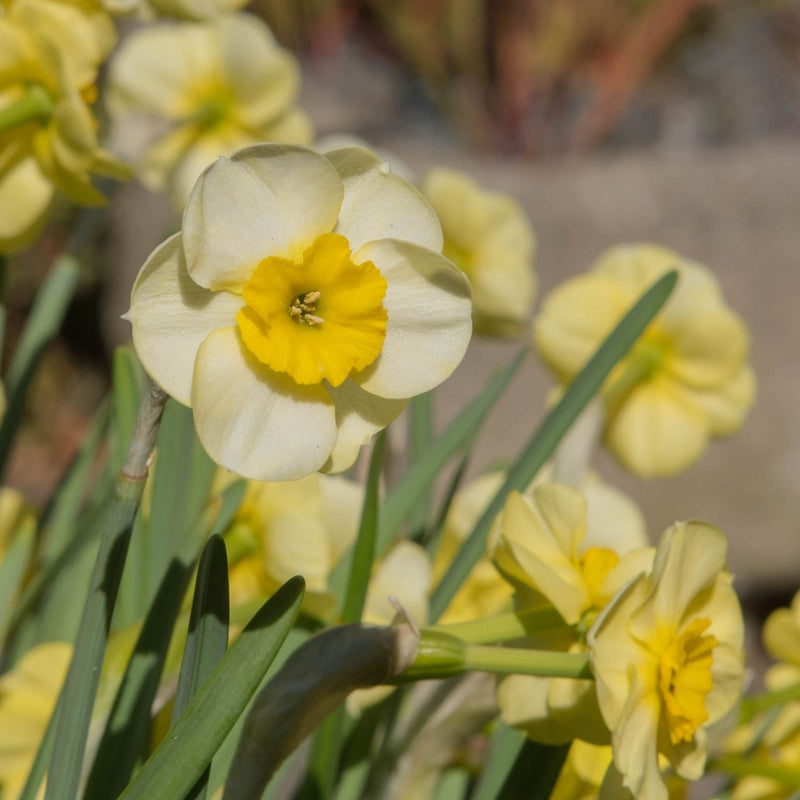 Dwarf Daffodil 'Sun Disc' (8 Bulbs) -