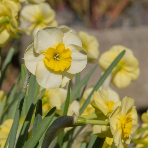 Dwarf Daffodil 'Sun Disc' (8 Bulbs) -
