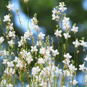 Gaura lindheimeri Sparkle White 2L -