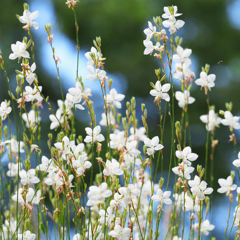 Gaura lindheimeri Sparkle White 2L -