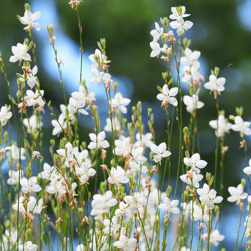 Gaura lindheimeri Sparkle White 2L -