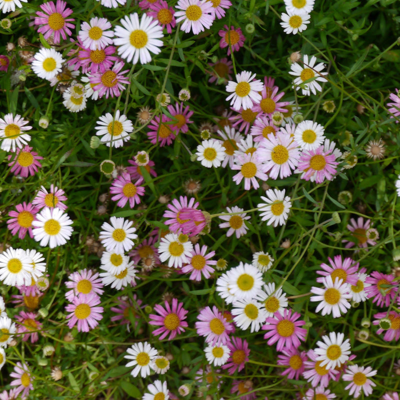 Erigeron karvinskianus Stallone 9cm -