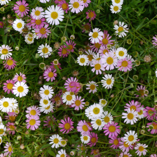 Erigeron karvinskianus Stallone 9cm -