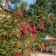Hardy Fuchsia 'Riccartonii' 9cm / 2L -