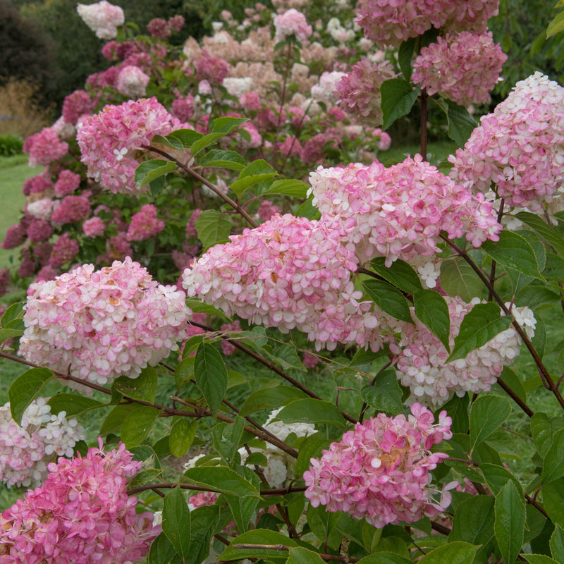 Hydrangea paniculata 'Pink Light' 2L / 5L -