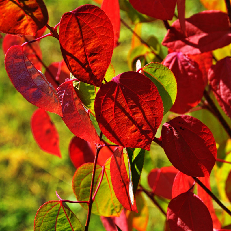 Cercidiphyllum japonicum Katsura 7.5L -
