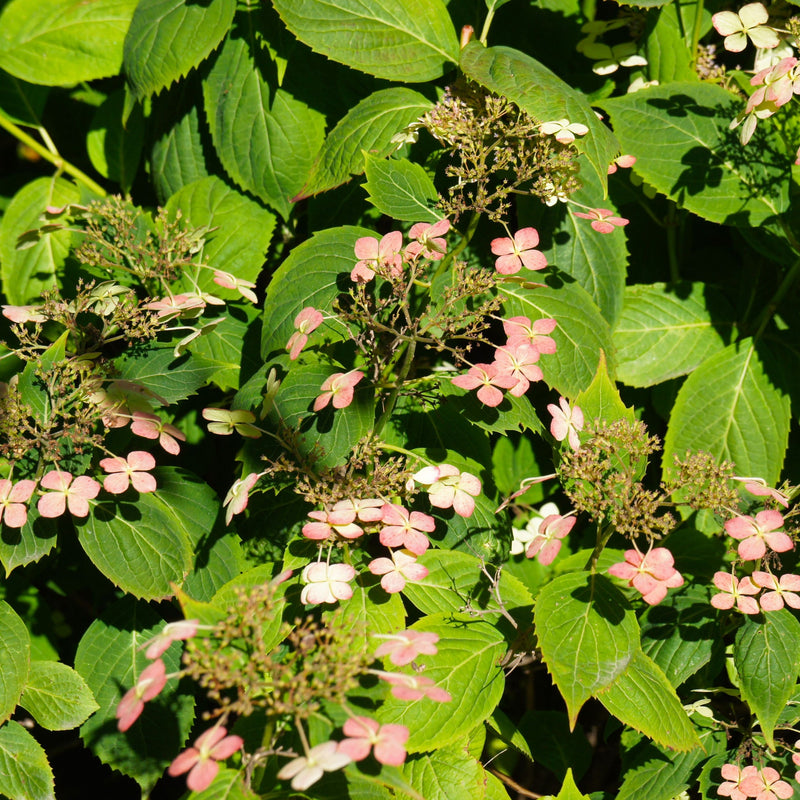 Hydrangea paniculata 'Dharuma' 9.5L -
