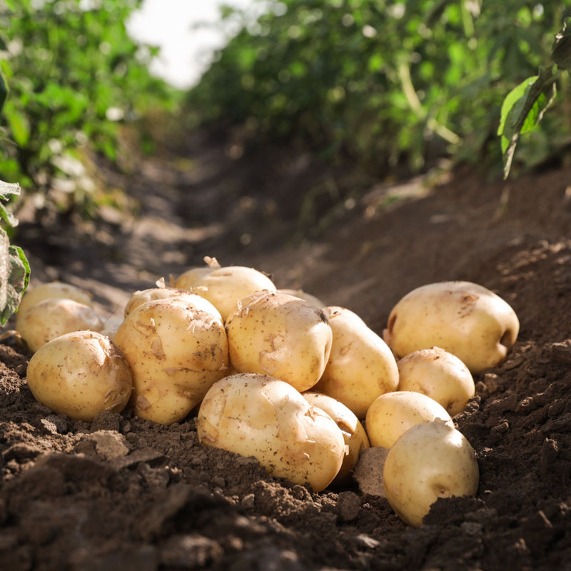 Rocket Seed Potatoes 2KG - Home & Garden > Plants > Seeds, Bulbs & Accessories > Seeds & Seed Tape > Seeds