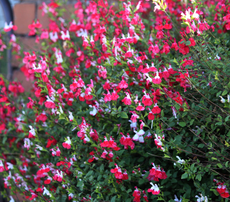 Salvia 'Hot Lips' 9cm/2L -