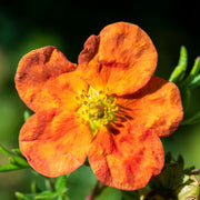Potentilla fruticosa 'Red Ace' 2L -
