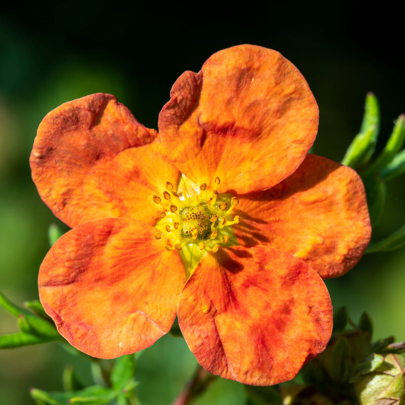 Potentilla fruticosa 'Red Ace' 2L -