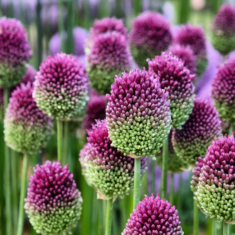 Allium sphaerocephalon -