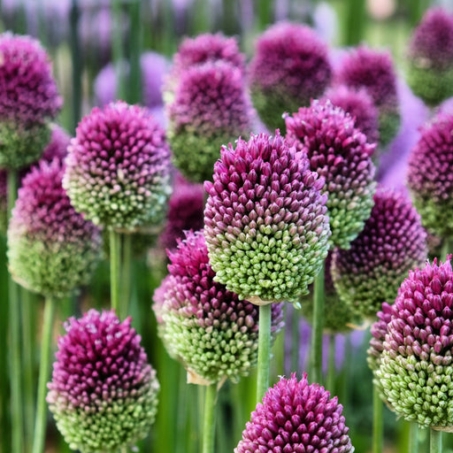 Allium sphaerocephalon -