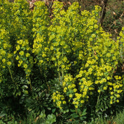 Euphorbia Robbiae 9cm/2L Pot -