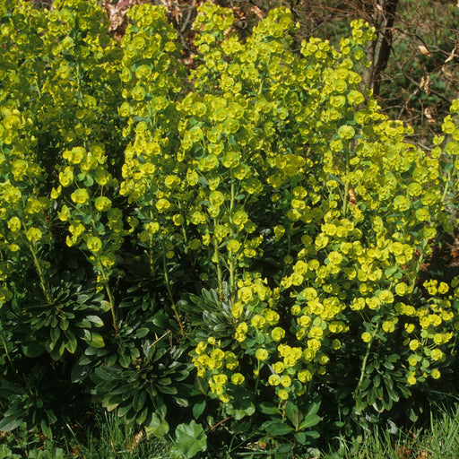 Euphorbia Robbiae 9cm/2L Pot -