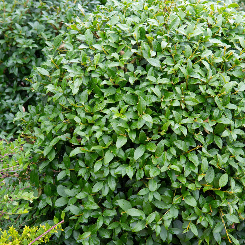 Osmanthus burkwoodii Ball 10L (35-45cm dia.) -