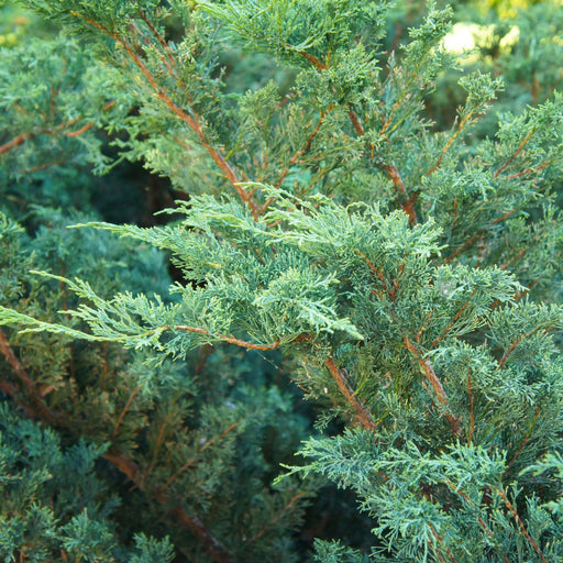 Juniperus chinensis 'Blue Alps' 2L - Home & Garden > Plants > Indoor & Outdoor Plants > Bushes & Shrubs > Bushes