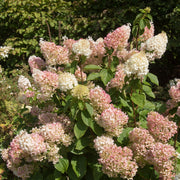 Hydrangea paniculata 'Silver Dollar' 1.5/10L -