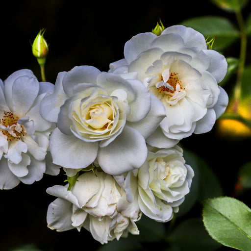 Rosy Boom Mini Potted Rose 5L -