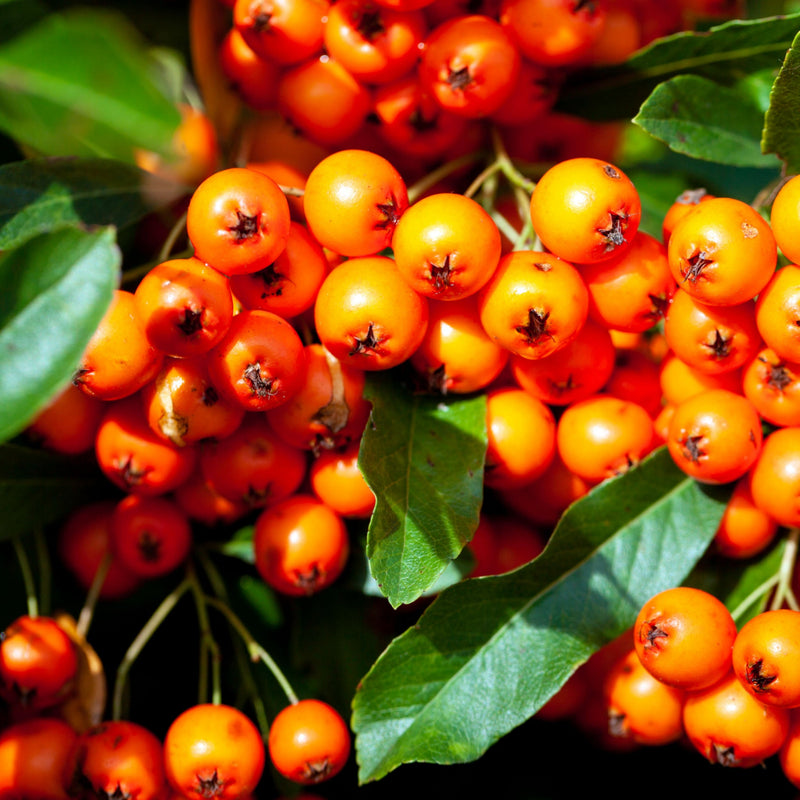 Pyracantha coccinea 'Orange Glow' 1L/2L -