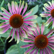 Echinacea purpurea 'Green Twister' 9cm -