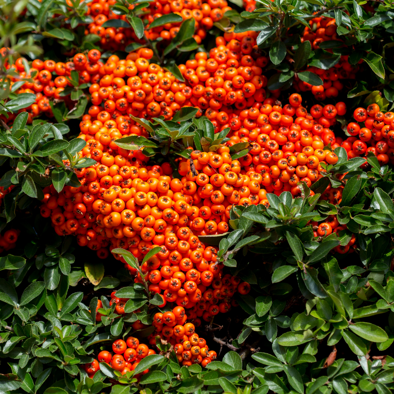 Pyracantha coccinea 'Orange Glow' 1L/2L -