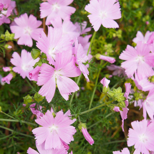 Malva moschata 'Rosea' 1L -